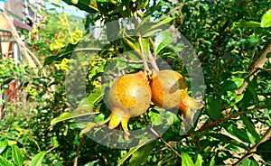 Fresh pomogranate tree with fruits