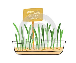 Fresh popcorn shoots growing in pot. Microgreens with biomarker in container. Micro greens with plant label. Green photo