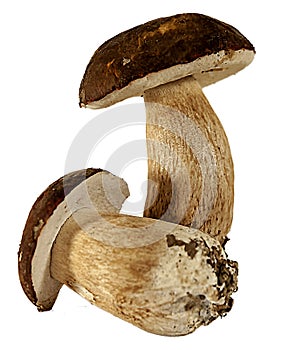 Fresh porcini mushrooms
