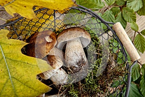 Fresh Porcino or Porcini Mushrooms in Autumn