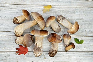 Fresh Porcino or Porcini Mushrooms in Autumn