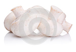Fresh Portabello Mushroom champignon isolated on white photo