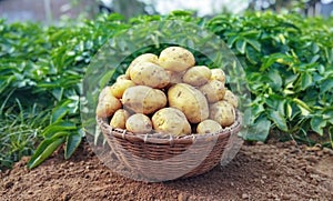 Fresh Potato in the busket. Fresh organic potatoes in the field, harvesting potatoes from soil