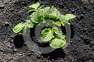 Fresh potato leaves