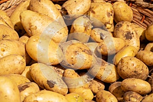 Fresh potatoes in a basket in a farmer agricultural open air market, seasonal healthy food