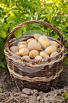 Fresh Potatoes In Basket On Field In Summer