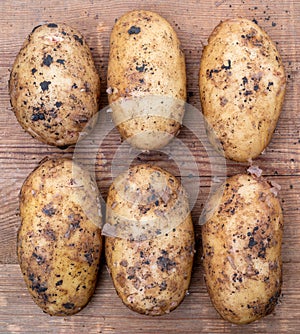 Fresh potatoes dug from ground.