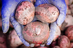 Fresh potatoes in female farmer`s hands