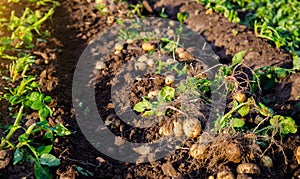 Fresh potatoes on ground. Freshly dug organic potato vegetables lie on moist, loose ground with tops. Agricultural production.