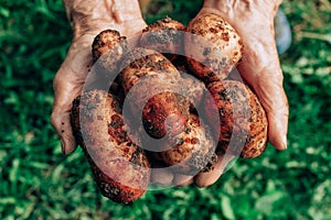 Fresh potatoes harvest very old woman& x27;s hands.