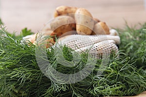 Fresh potatos in potato bag after harvest, dill, parsley, top view