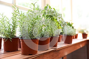 Fresh potted home plants on  sill near window, space for text