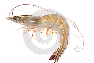Fresh prawn
