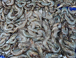 Fresh prawn, fresh shrimp seafood in the market