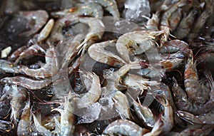 Fresh prawn on ice in the seafood market
