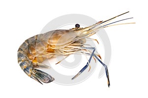 Fresh Prawn Isolated