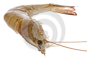 Fresh Prawn Macro Isolated