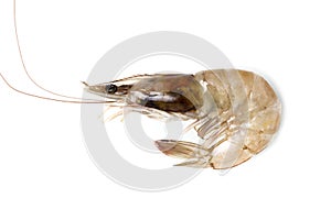 Fresh Prawn or Shrimp Isolated on white background