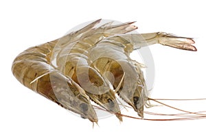 Fresh Prawns Macro Isolated