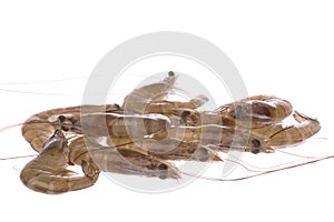 Fresh Prawns Macro Isolated