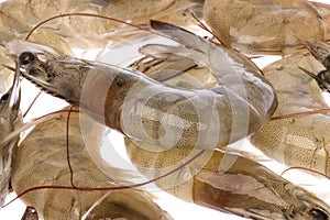 Fresh Prawns Macro Isolated