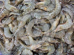Fresh Prawns Shrimps in Supermarket