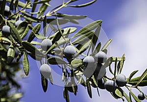 Fresh pressed extra virgin olive oil and olive branches full of olive