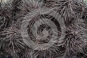 Fresh Prickly Black Sea Urchins