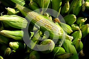 Fresh Produce Corn on the Cob Organic Farmer& x27;s Market for Sale photo