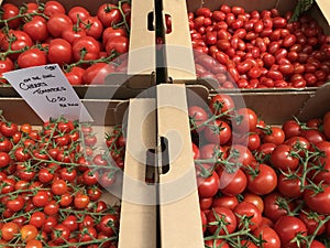 Fresh produce, different varieties of juicy, red tomatoes