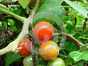 Fresh produce. Fruit and Vegetable Garden. Tomato Plant with red, orange and green small tomatoes surrounded by dark green leaves