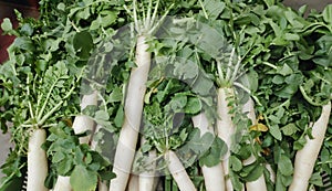 Fresh produce of long white radish