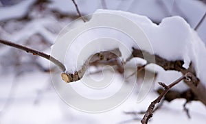 Fresh pruned apple branch in winter under the snow