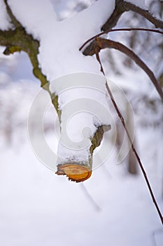 Fresh pruned apple branch in winter under the snow