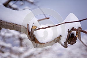 Fresh pruned apple branch in winter under the snow