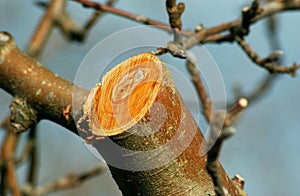 Fresh prunned apple branch