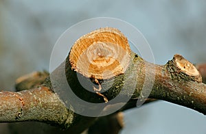 Fresh prunned apple branch