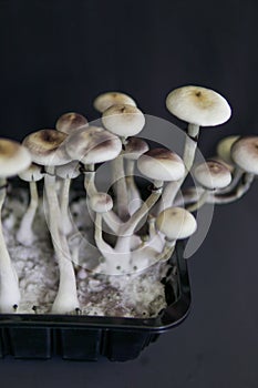 Fresh Psilocybin shroom. Fungi hallucinogen. Magic shroom. Hallucinogenic Psychedelic drug