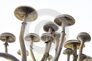 Fresh Psilocybin shroom. Fungi hallucinogen. Psilocybin cubensis mushroom