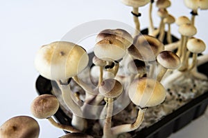 Fresh Psilocybin shroom. Fungi hallucinogen. Psilocybin cubensis mushroom. Growing Albino A strain