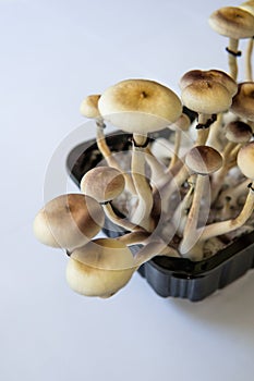 Fresh Psilocybin shroom. Hallucinogenic Psychedelic drug. Fungi hallucinogen