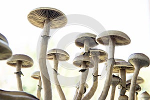 Fresh Psilocybin shroom. Hallucinogenic Psychedelic drug. Fungi hallucinogen. Fresh Psilocybin shroom
