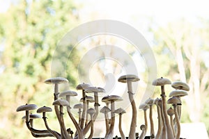 Fresh Psilocybin shroom. Hallucinogenic Psychedelic drug. Magic shroom. Fungi hallucinogen