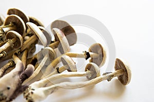 Fresh Psilocybin shroom. Hallucinogenic Psychedelic drug. Magic shroom. Fungi hallucinogen. photo
