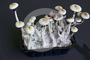 Fresh Psilocybin shroom. White background. Magic shroom. Fungi hallucinogen