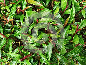 Fresh Pucuk Merah Leaves Close up