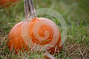 Closeup of Pumpkin at Farm Pumpkin Patch