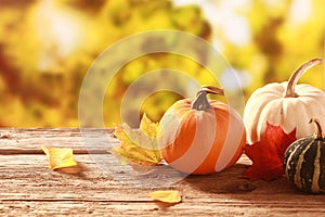 Fresh pumpkin and squash in an autumn garden