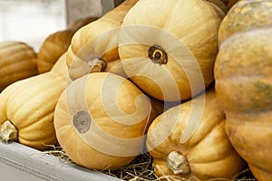 Fresh pumpkins of different shapes on the counter. Seasonal autumn product. Healthy eating and vegetarianism. Close-up. Side view