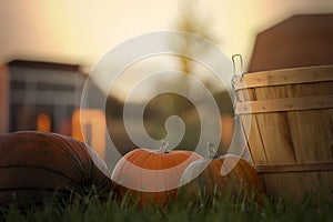 Fresh pumpkins on green grass, early fall evening